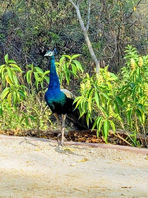 Kasu Brahmananda Reddy National Park